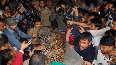 Tranquillised ... the leopard was taken to a zoo.