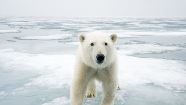 Climate change is warming the polar ice caps and melting sea ice.