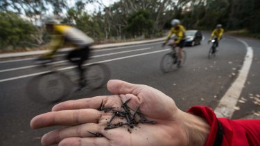 The tacks that have been dropped regularly on the Yarra Boulevard for nearly two years.