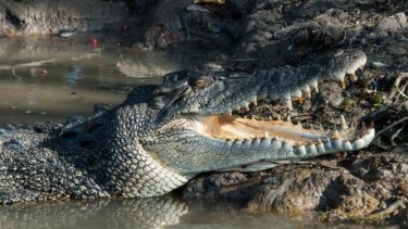 Deadly strike ... the 11-year-old boy was fishing with his parents on the Siloura River in PNG's Gulf State when he was taken by the saltwater crocodile. 