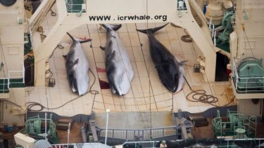 Small catch: Minke whales dead on the deck of the Japanese factory ship Nisshin Maru.