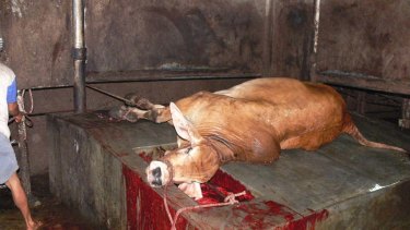 A slaughtered steer in an Indonesian abattoir.
