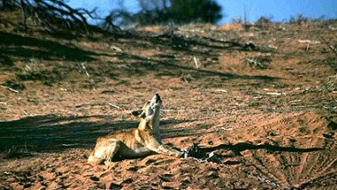 A dingo howls in agony after being caught in a leg-hold trap. In Victoria, wild dogs can be left for three days before a government-paid "dogger" returns to check such traps.