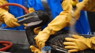 An oiled brown pelican, which was captured  off the fragile Louisiana coast,   is cleaned at a triage centre in Fort Jackson, Louisiana.