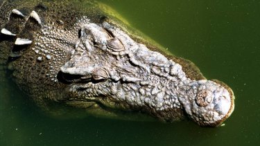 Crocodile farms in Queensland and the Northern Territory have been bought up by fashion houses.
