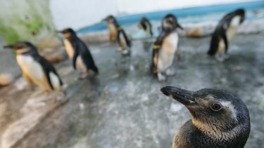 These penguins, pictured  at Rio de Janeiro's Niteroi Zoo, were rescued by the Brazilian coastguard after being swept from the shores of  Antarctica.