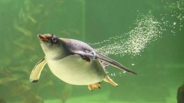 A penguin leaves a tell-tale trail of bubbles in its wake.