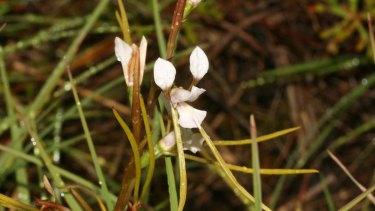 Sunshine diuris is endemic to Victoria.
