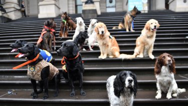 DOGS Victoria service and working dog breeders will assemble on the steps of Parliament on Tuesday to call on the Victorian government to amend the Domestic Animals Amendment (Puppy Farm and Pet Shops) Bill 2016. 22nd November 2016, The Age, Fairfaxmedia Picture by Joe Armao