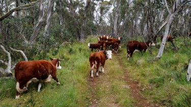 Cattle grazing in the Alpine National Park.