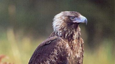 The Tasmanian wedge-tail eagle.