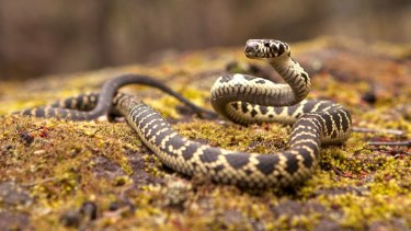 The broad-headed snake, once common in Sydney’s suburbs, is now endangered.