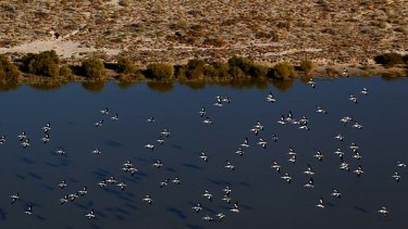 Pelicans glide over Kallakoopah Creek just before it flows into Lake Eyre. But while wildlife has flourished, hardships for farmers remain.