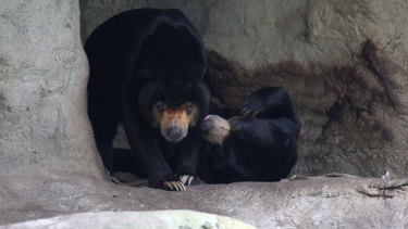 The sun bears at Taronga Zoo, Sydney. Mr Hobbs, left, was rescued from Cambodia where he was about to be killed to make bear paw soup.