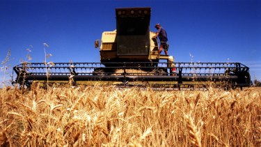 Feeling the pinch: Wheat prices have been hammered by booming global production. 