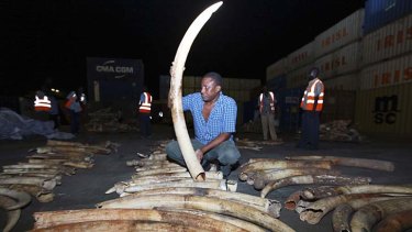A worker arranges elephant tusks recovered from a container in transit at the Kenyan port city of Mombasa.