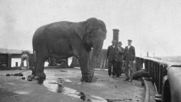 Jessie the elephant is transported across Sydney Harbour in 1916 on a barge to the new Taronga Park Zoo.