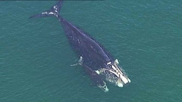 A southern right whale and calf photographed from the air in Sydney Harbour, near Mosman.