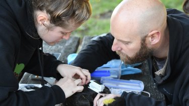 Researchers John Martin and Jessica Rooke fit a GPS tracker to a yellow-tailed black cockatoo.