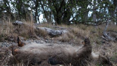 A dead wombat lies on the side of the road in NSW. 