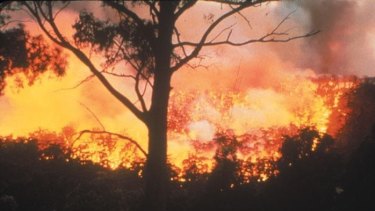 The number of offences for causing bushfires in Victoria has jumped fivefold over the past four years