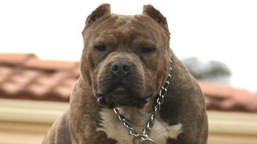 New Dog Laws Could Mean Long Jail Sentences
