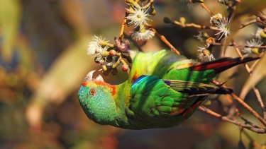 The upside down world of a nectar feeding swift parrot. The species is under severe pressure in its Tasmanian summer breeding grounds.