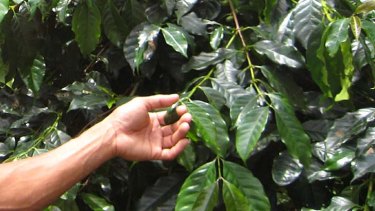 Contains high levels of compounds credited with lowering the risk of heart disease and diabetes ... coffee leaf tea. Above, a coffee plant.