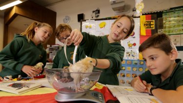 Global citizens in training: Carrum Primary School grade 3 students, from left, Lilly L'Hullier,  Shannon Delaney, Madison Dalland and Mattia Ioviero learn science in German. 