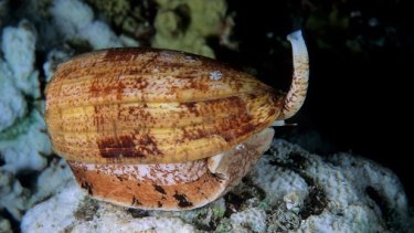 The marine cone snail's venom contains fast-acting insulin, which could benefit diabetics. 