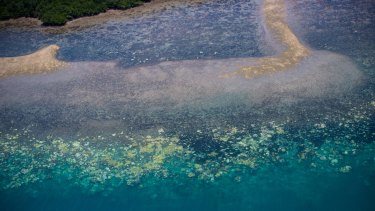 The National Coral Bleaching Taskforce has found record levels of bleaching on the Great Barrirer Reef.