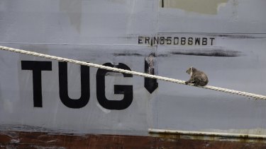 Not quite a gum tree ... the koala navigates a rope linked to the MV Portland.