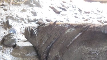 Salvatore the Australian fur seal under a pier in the Maribyrnong River at Avondale Heights, in February 2015.