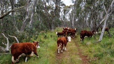 Cattle will return to Victoria's Alpine National Park.