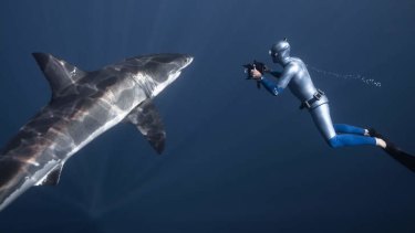 Mindful: William Winram says sharks are mistakenly maligned.