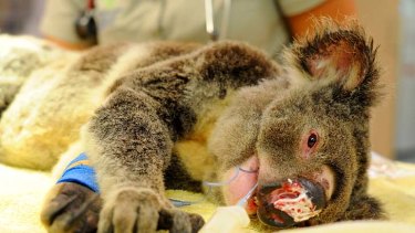 koala shot dead left beaden ben credit