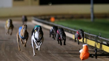 In crisis: The greyhound industry has been rocked by the live baiting scandal.