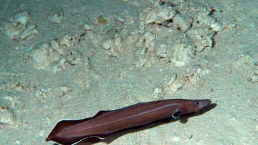 A new species of eel is a "living fossil" astonishingly similar to the first eels that swam some 200 million years ago.