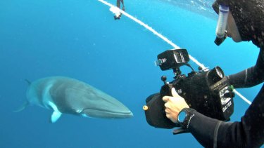 Scientific discovery: A Minke whale is tracked through the Great Barrier Reef.