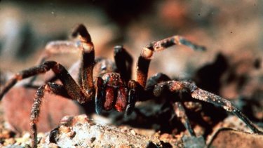 World S Deadliest Spider Hitches A Ride Into Home With Groceries