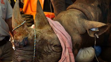 How do you try to impregnate a rhino? Very carefully. Because of the animal’s size, special equipment had to be designed for  the procedure.