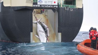 Two whales are hauled aboard the factory ship Nisshin Maru, in a file picture.