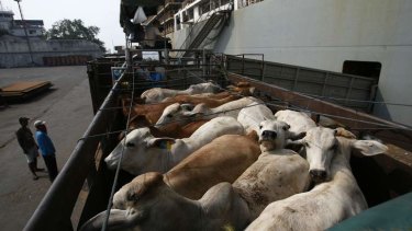 Australian cows are loaded onto a truck after arriving at the Tanjung Priok port in Jakart