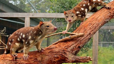 Tiger Quolls at Conservation Ecology Centre Cape Otway.