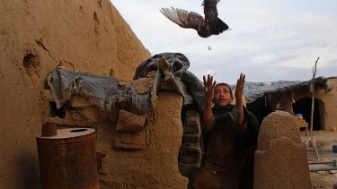 Daily life in Afghanistan: Izatullah, 9, releases a pigeon from its coop in Shahid Assas town in the Char Chino district.
