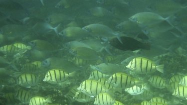 A school of tropical plant-eating fish.
