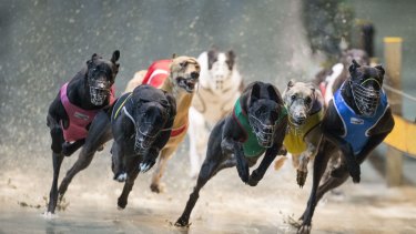 Greyhound racing has been banned in NSW.