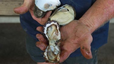 On the Hawkesbury ... an infected Pacific oyster (foreground) and a non-infected Pacific oyster (background).