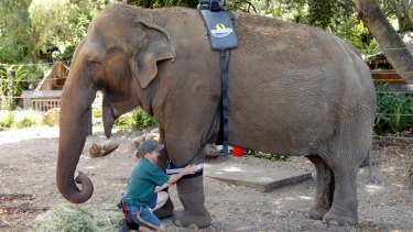 Perth Zoo elephant keeper Kirsty Carey with Asian elephant Tricia.