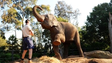 Dokkoon  with Melbourne Zoo handler Dave McKelson. 